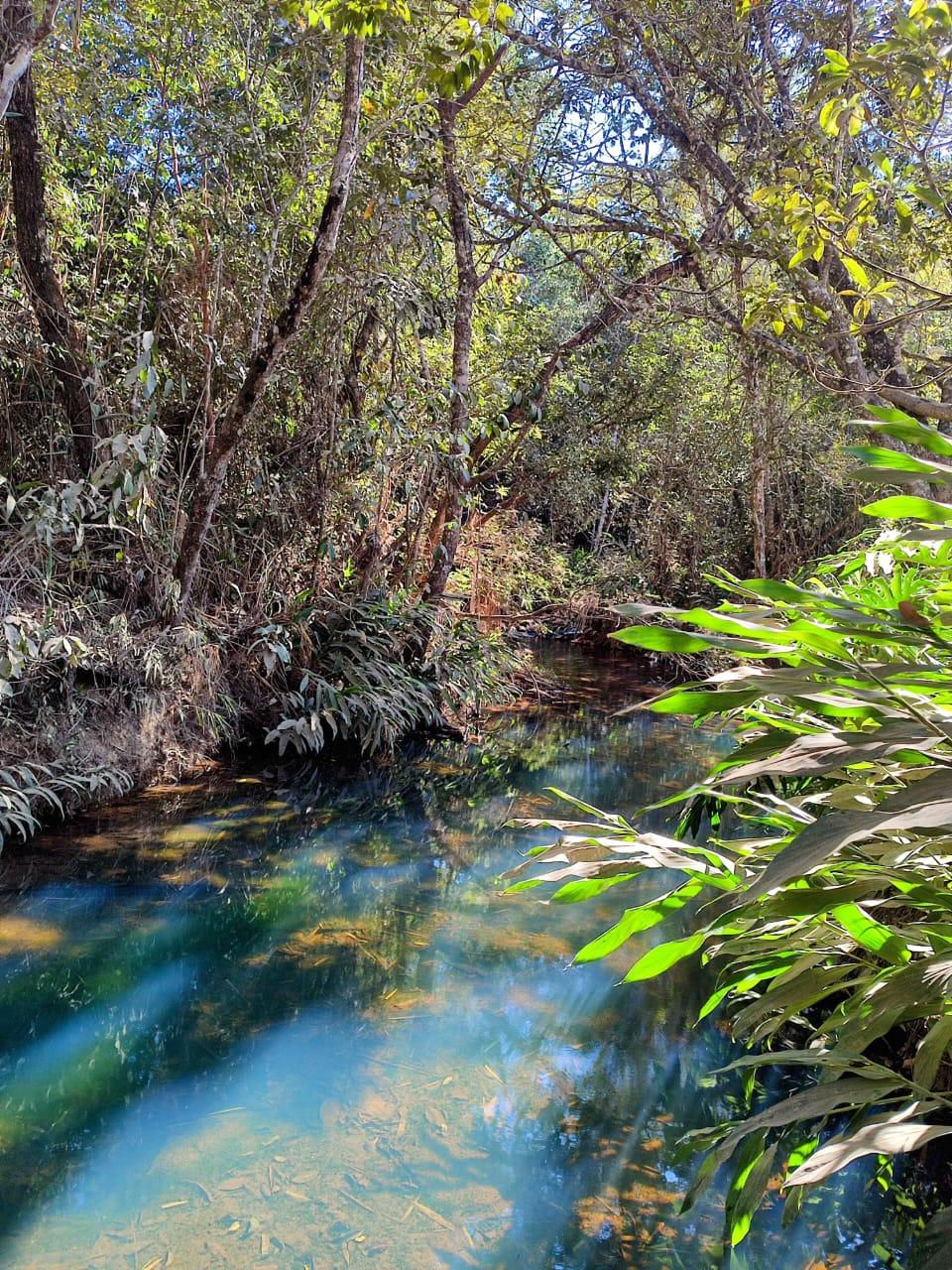 Turquoise stream through forest